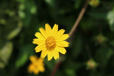 Close-up of yellow flowering plant