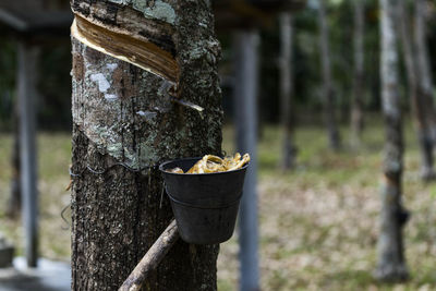 Close-up of old tree trunk in forest