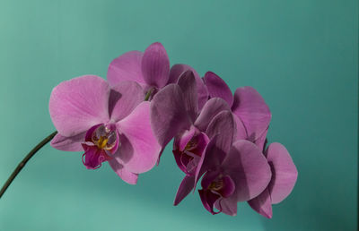 Close-up of pink orchids against blue background