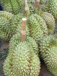 Close-up of prickly pear cactus