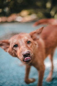 Close-up portrait of dog on street