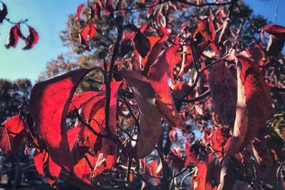 Close-up of red leaves on tree during autumn