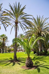 Palm trees on field against sky