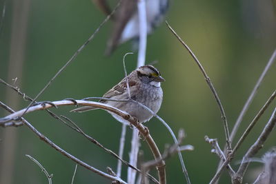 Close-up of bird perching on leaf