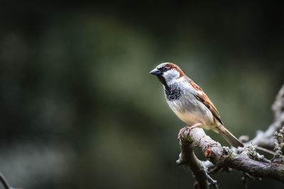 Close-up of bird perching on twig