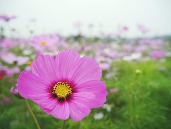 Close-up of pink flower