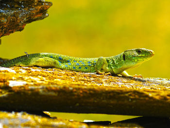 Close-up of lizard