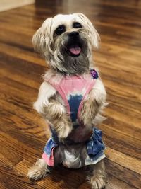 Portrait of dog sitting on hardwood floor