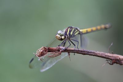 Close-up of insect on plant