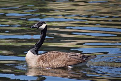 Duck swimming on lake