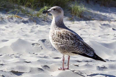 Close-up of bird on beach