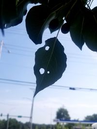 Close-up of butterfly on leaf against sky