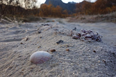 Close-up of seashell on rock