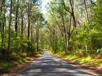 Narrow road in forest