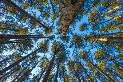 Low angle view of trees