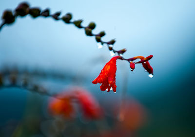 Close-up of wet flowers