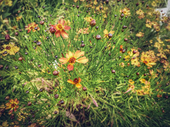 Close-up view of flowers