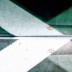 View of insect on glass window