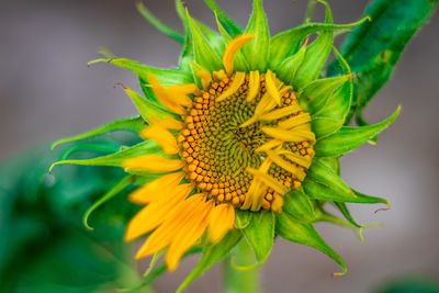 Close-up of sunflower