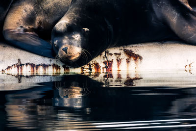 Close-up of sea lions sleeping on shore 