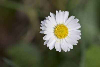 Close-up of white daisy