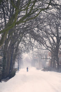 Bare trees on snow covered plants during winter