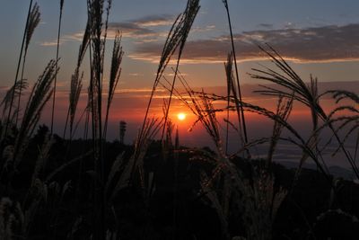 Close-up of silhouette plants against sky during sunset