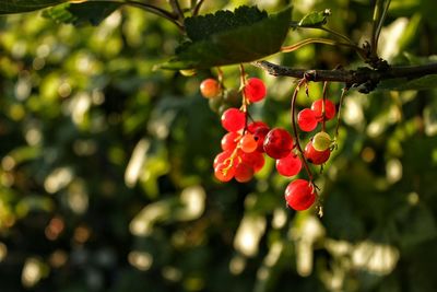 Close-up of berries growing on tree