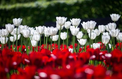 Close-up of white flowering plants on field