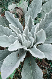 Close-up of frozen plant