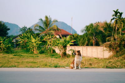 Dog sitting on road