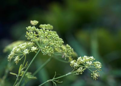 Close-up of flowering plant