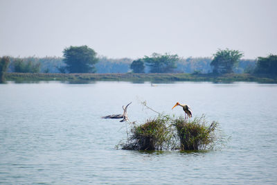 The grey heron ardea cinerea and the painted stork mycteria leucocephala