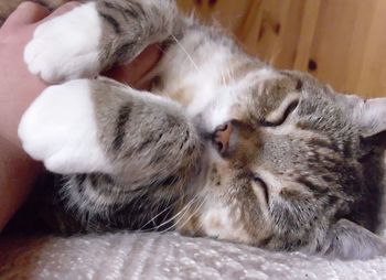 Close-up of cat sleeping