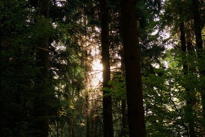 Low angle view of sunlight streaming through trees in forest