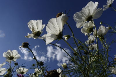 Low angle view of white flowers against blue sky