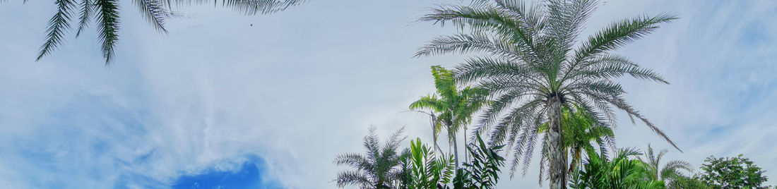 palm tree
