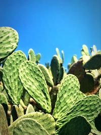 Close-up of prickly pear cactus against clear blue sky