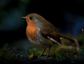 Close-up of bird perching on a land