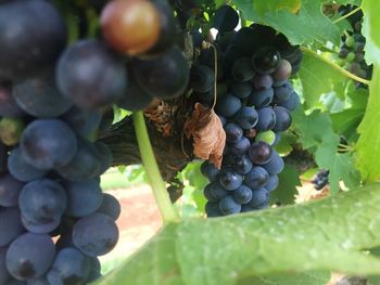 Close-up of grapes growing in vineyard