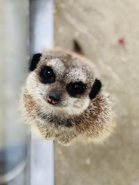 Close-up of an animal