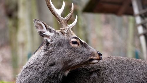 Close-up of deer