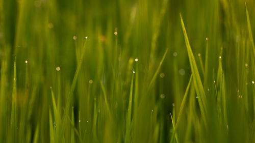 Full frame shot of raindrops on grass