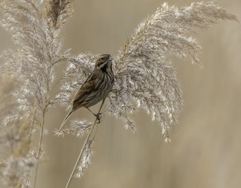 Reed bunting on reeds