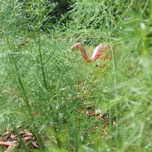 Close-up of lizard on grass