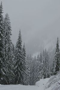 Pine trees in forest against sky during winter