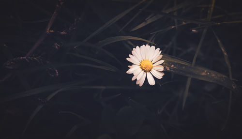 White chamomile on a dark background. close-up. floral background. vintage toned photographs.