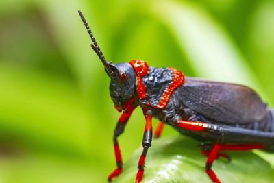 Close-up of insect on leaf