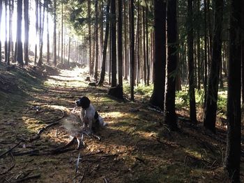 Dog in forest