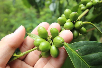 Cropped hand holding coffee crops at farm